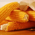 corn, POPCORN, YELLOW, pop corn, 75 seeds!
