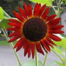 sunflower, RED SUN flower, 28 seeds!