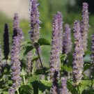 anise hyssop ANISE HYSSOP - herb - licorice scented foliage, 1235 seeds!