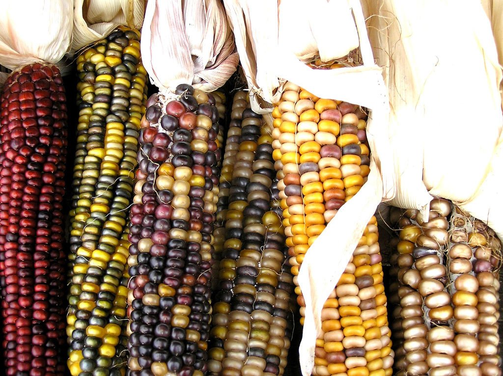 corn, INDIAN ORNAMENTAL, large, 20 SEEDS!