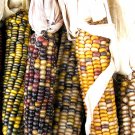 corn, INDIAN ORNAMENTAL, large, 20 SEEDS!