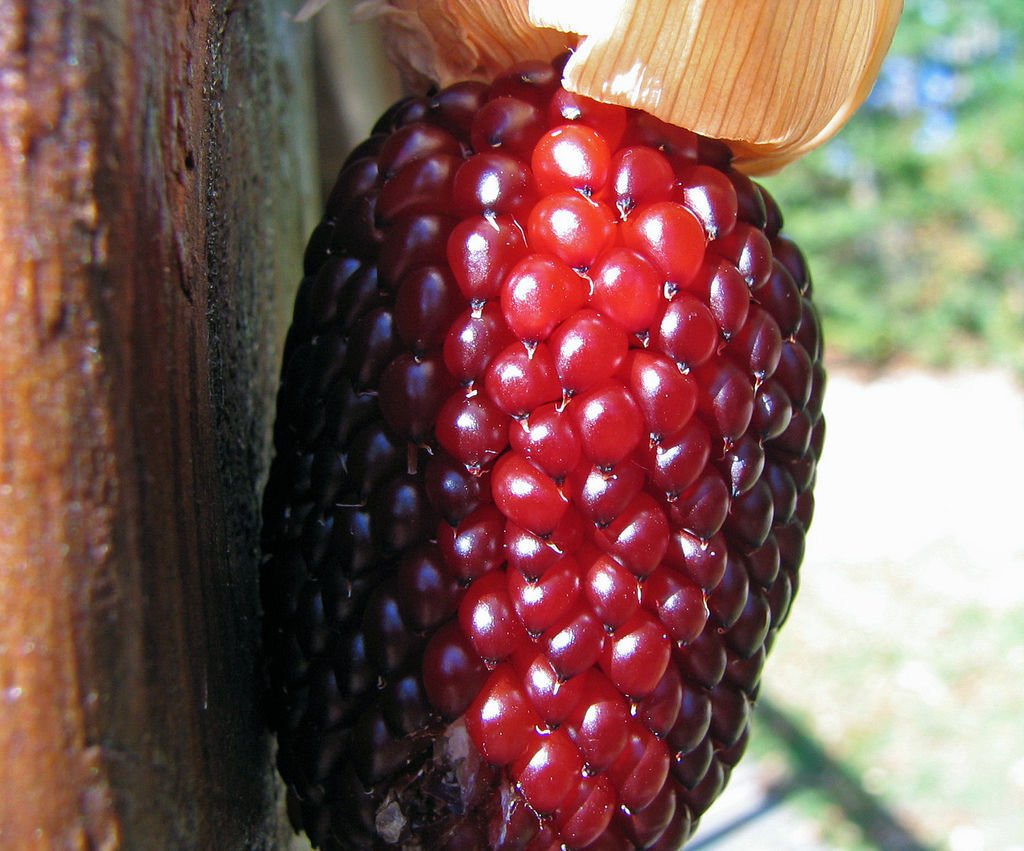 corn, STRAWBERRY POPCORN, novelty, 55 seeds!