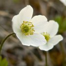 anemone, CANADA WINDFLOWER, wind WHITE PERENNIAL flower, 40 SEEDS! anemone, CANADA WINDFLOWER, wind WHITE PERENNIAL flower, 40 SEEDS!