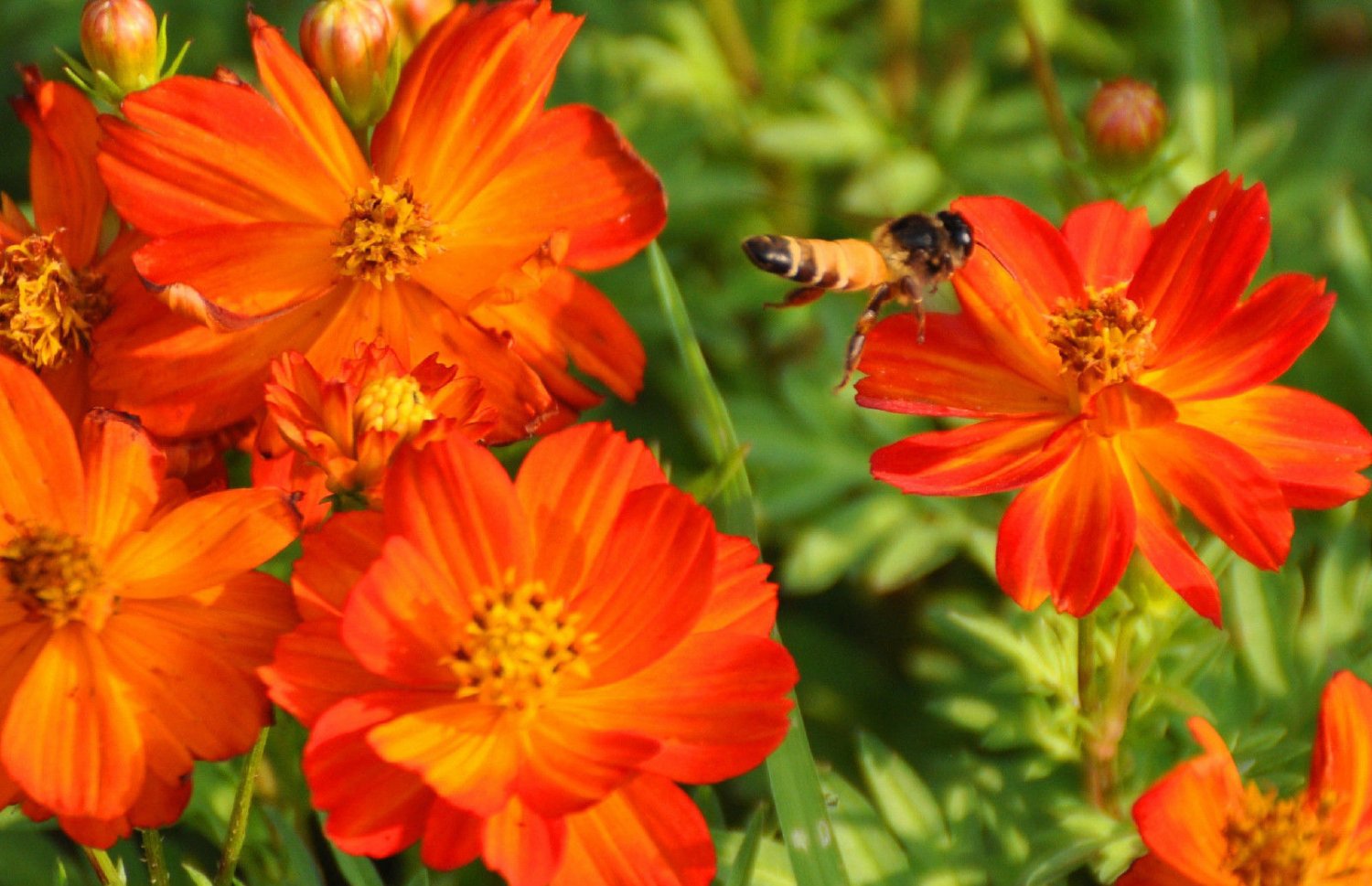 cosmos, BRIGHT LIGHTS, sulpher, orange/ yellow flowers, 90 seeds!