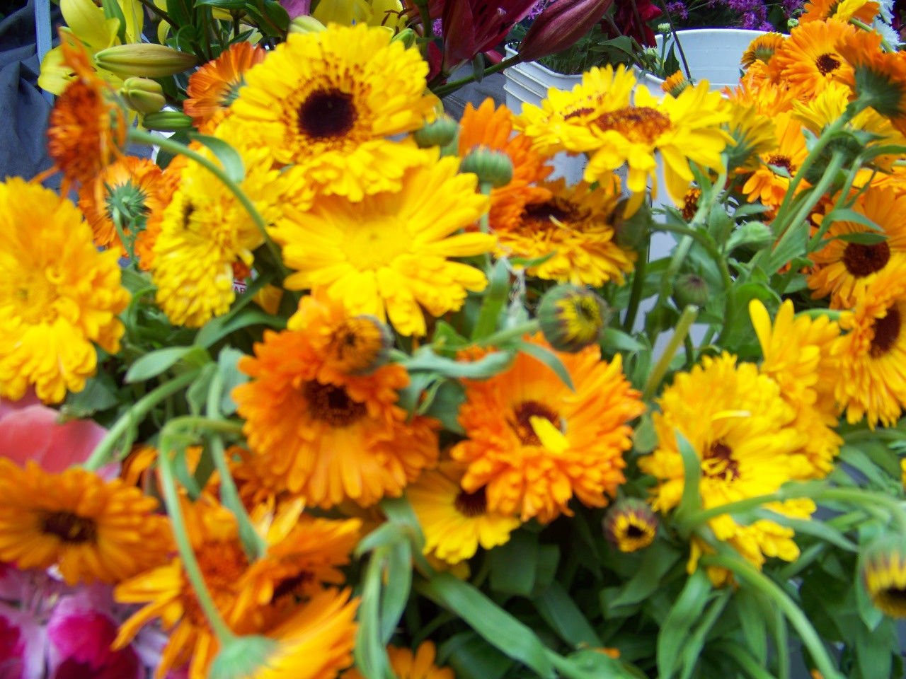 calendula, EDIBLE FLOWER, reseeds, 210 seeds!