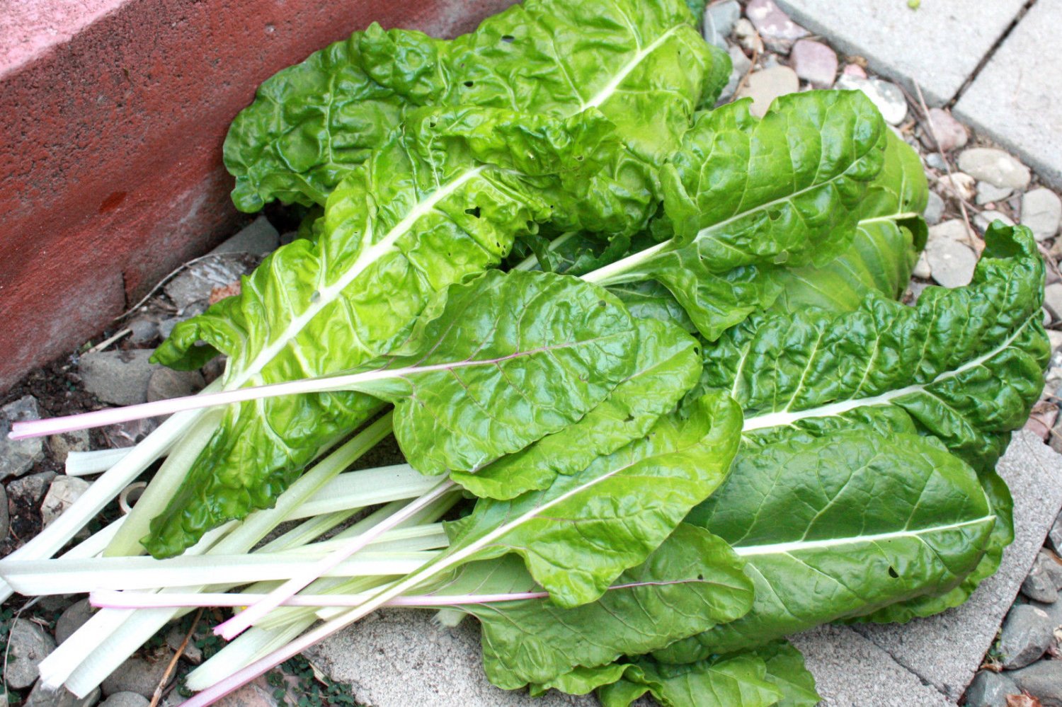 swiss chard, FORDHOOK SWISS CHARD, for fresh salad greens, 105 seeds!