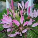 cleome, ROSE QUEEN, SPIDER FLOWER, pink, 505 seeds! cleome, ROSE QUEEN, SPIDER FLOWER, pink, 505 seeds!