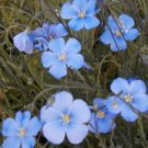 flax, blue, SUN PERENNIAL flower, 240 seeds!