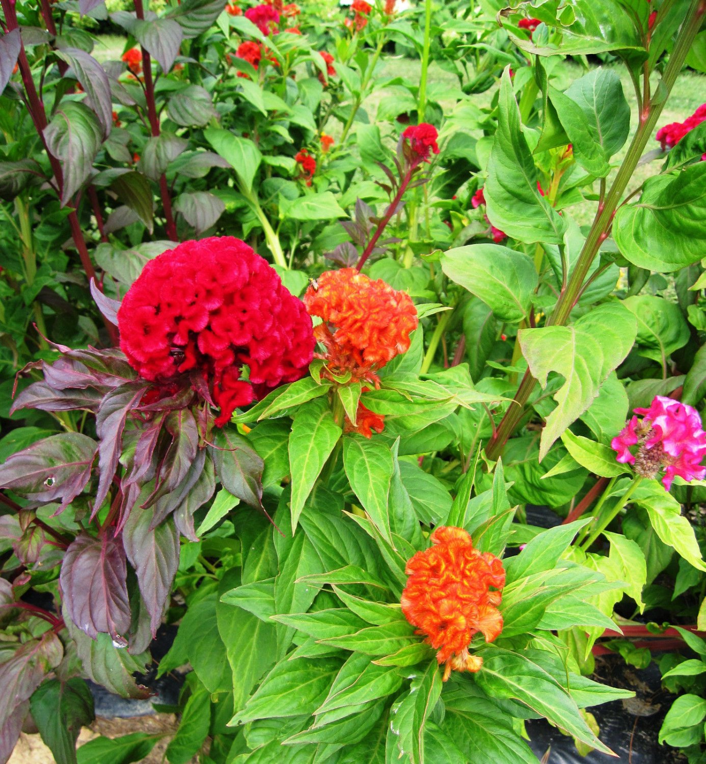 celosia, CRESTED MIX, cockscomb, COLORFUL flower, 385 seeds!