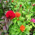celosia, CRESTED MIX, cockscomb, COLORFUL flower, 385 seeds!