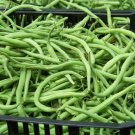 bean, BUSH, BLUE LAKE, 65 SEEDS!