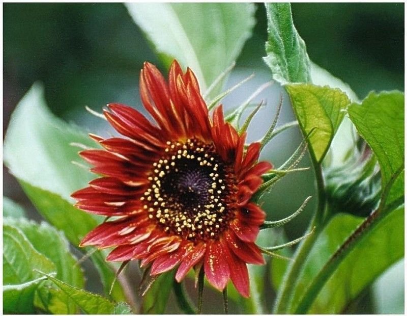 sunflower, VELVET QUEEN RED, sun flower BLOOMS, 100 seeds!