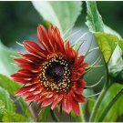 sunflower, VELVET QUEEN RED, sun flower BLOOMS, 100 seeds! sunflower, VELVET QUEEN RED, sun flower BLOOMS, 100 seeds!
