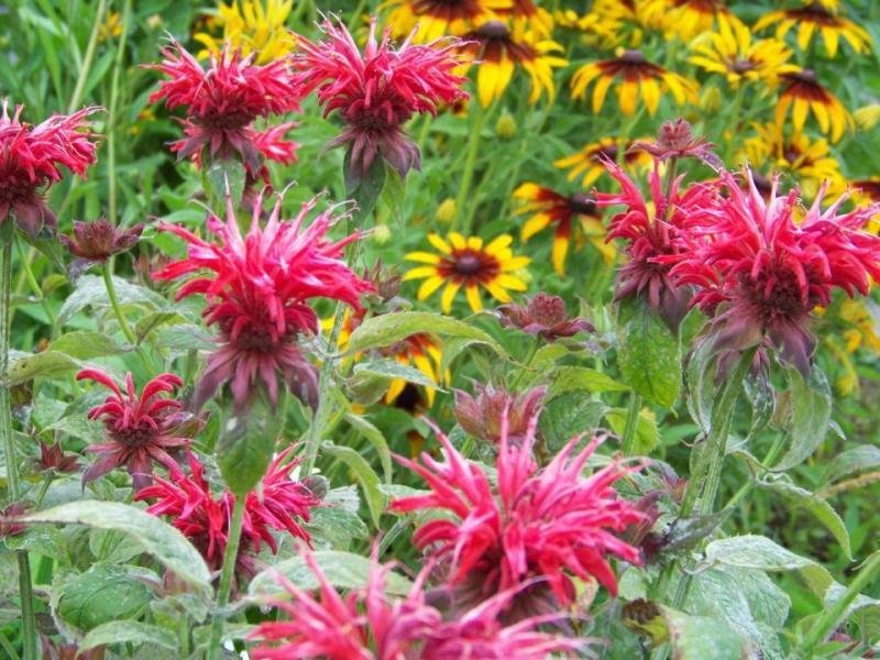 beebalm, RED BEE BALM flower, Monarda, 15 seeds!