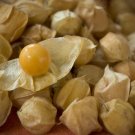 cherry, GROUND CHERRY, cape GOOSEBERRY, 195 seeds!