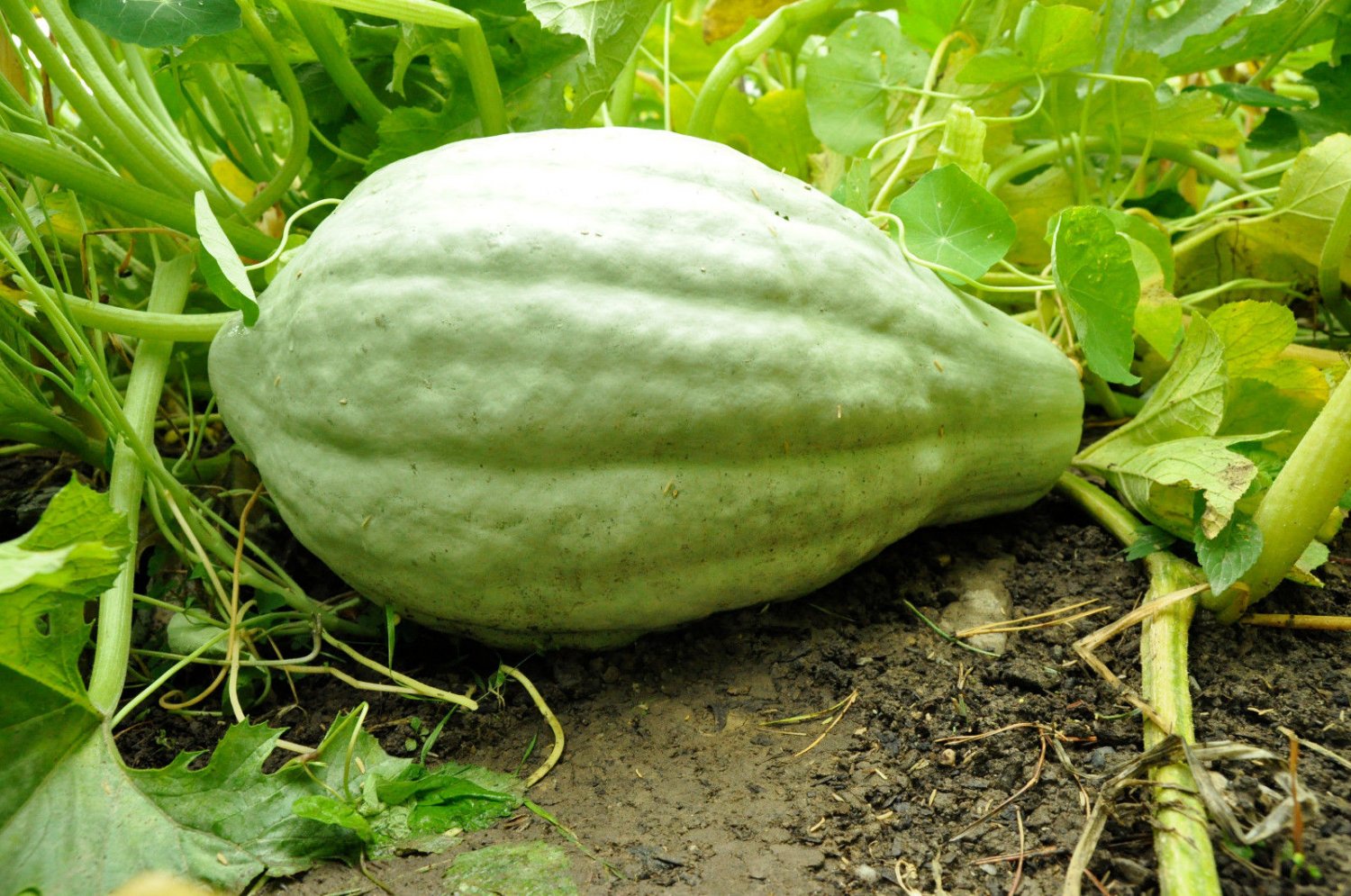 squash, BLUE HUBBARD, HEIRLOOM, 10 seeds!