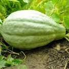 squash, BLUE HUBBARD, HEIRLOOM, 10 seeds!