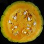 squash, BLUE HUBBARD, HEIRLOOM, 10 seeds!