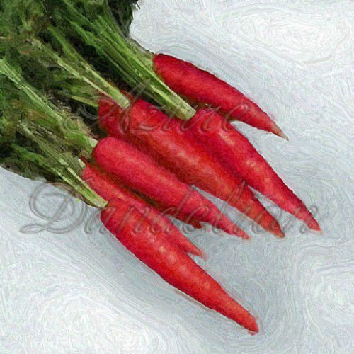 carrot, ATOMIC RED, 65 seeds!