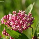 milkweed, SWAMP, PINK/ RED flower, perennial, 10 seeds! milk weed,
