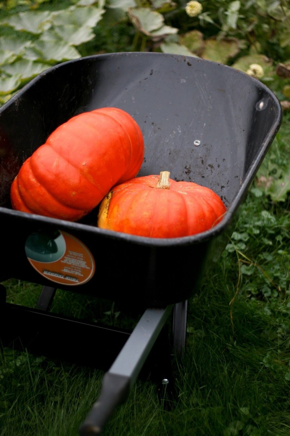 pumpkin, CINDERELLA, rogue vif d'etampes, FLAT RED orange, 10 seeds!