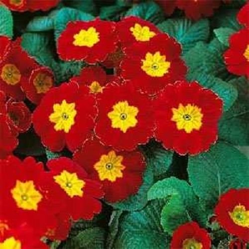 15 Acaulis Red Primrose Primula Flower Seeds Perennial