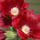 25 DARK RED HOLLYHOCK Alcea Rosea Flower Seeds Perennial