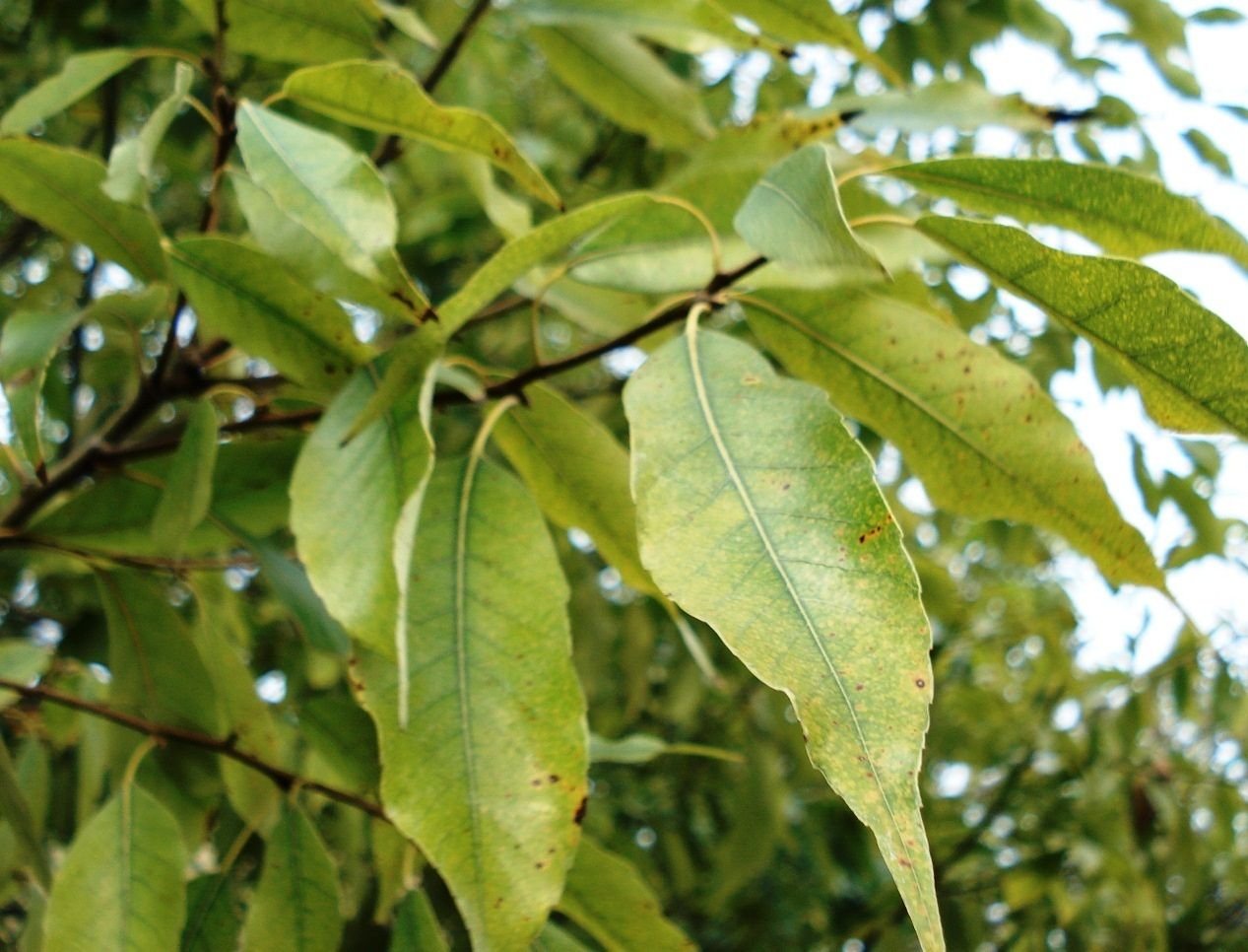 5 LAUREL OAK TREE Quercus Hemisphaerica Native aka