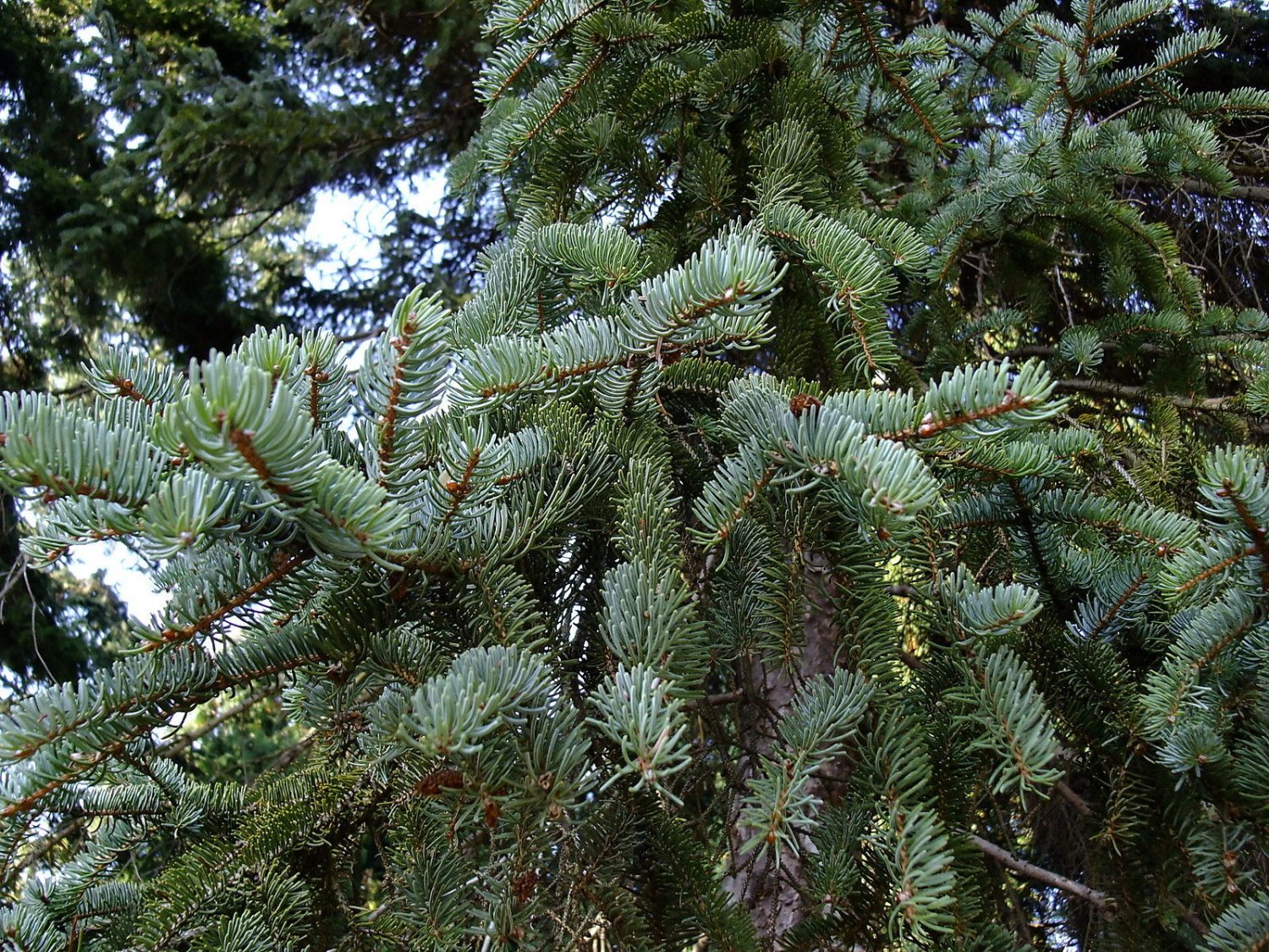 Ель Коямы Picea koyamai Bedgebury Blue