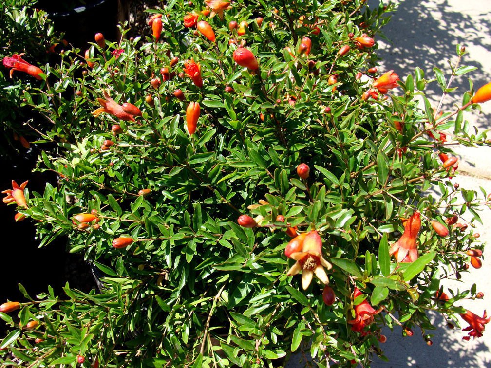 Punica granatum Purple Sunset Pomegranate Up for bid are seeds of Punica gr...