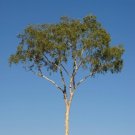 25 RED FOREST GUM TREE Eucalyptus Tereticornis Blue Grey Mountain Flower Seeds