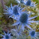 25 BLUE STAR SEA HOLLY Eryngium Flower Seeds