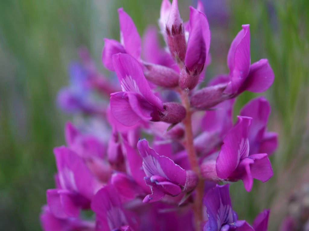 30 Purple LOCOWEED CRAZYWEED Oxytropsis Lambertii Flower Seeds