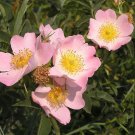 50 Pink DOG BRIER ROSE Bush Rosa Canina Victory Garden Fragrant Flower Seeds