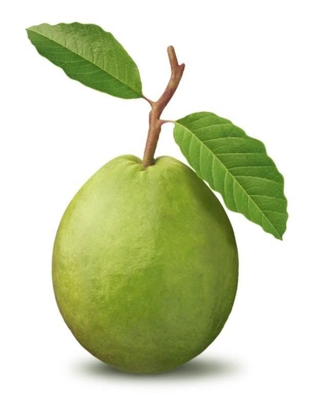 20 GUAVA Psidium Guajava Fruit Tree Shrub Evergreen Seeds