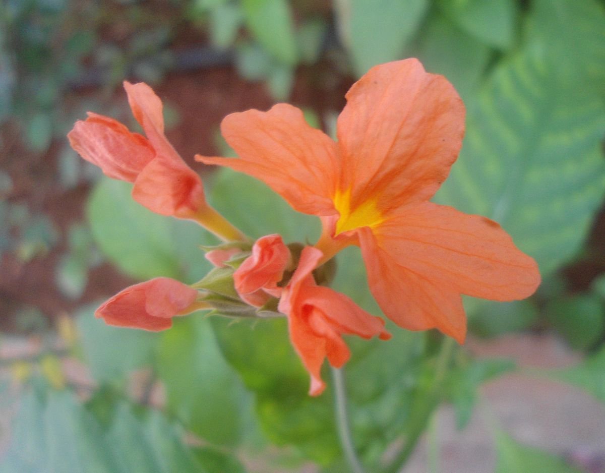 Crossandra infundibuliformis