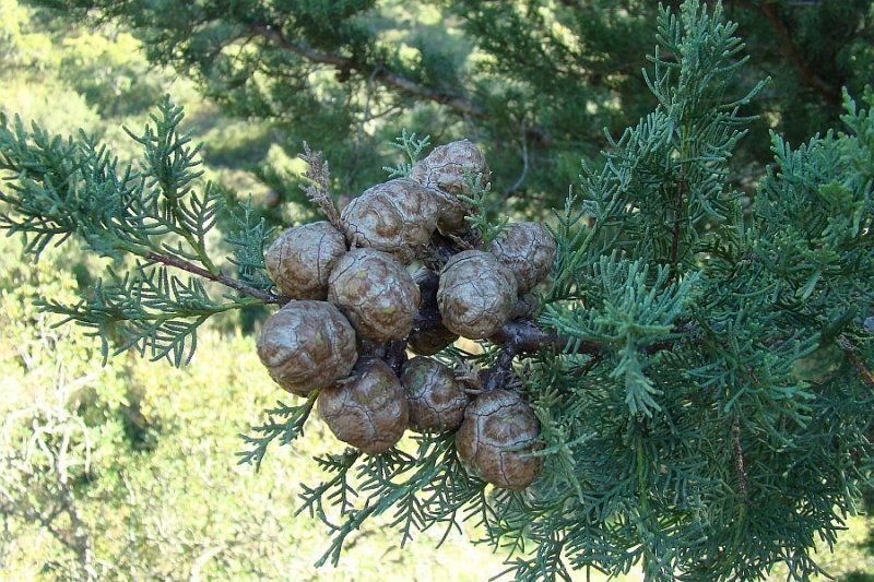 Мексиканский кипарис фото