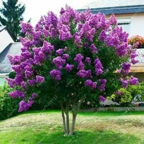 purple japanese lilac tree