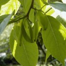 Eucommia ulmoides HARDY RUBBER TREE Seeds!