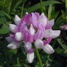 CROWN VETCH 45+ CORONILLA VARIA FLOWER SEEDS / PERENNIAL HARDY GROUND COVER