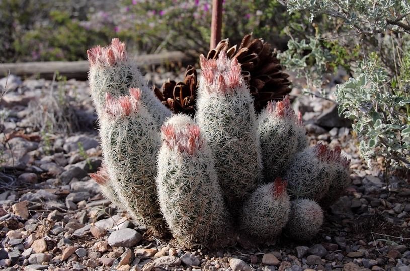 Escobaria orcuttii v koenigii Hardy Ball Cactus SEEDS!