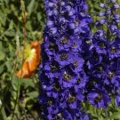 25+ MAGIC FOUNTAINS DARK BLUE W/DARK BEE DELPHINIUM FLOWER SEEDS / PERENNIAL