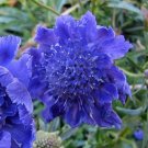 35+ DEEP BLUE PINCUSHION SCABIOSA FLOWER SEEDS / PERENNIAL