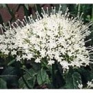 50+ WHITE KNIGHT TRACHELIUM PERENNIAL FLOWER SEEDS / THROATWORT