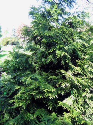 Thujopsis dolobrata HIBA ARBORVITAE Seeds!