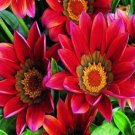 30+ GAZANIA KISS MAHOGANY FLOWER SEEDS / DROUGHT-TOLERANT / RESEEDING ANNUAL