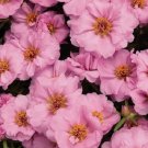 50+ SUNDIAL PINK PORTULACA MOSS ROSE SEEDS ANNUAL GROUNDCOVER FLOWER SEEDS