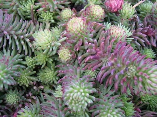 50-sedum-oracle-perennial-flower-seeds