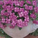 Impatiens Mosaic Series Lilac Annual Seeds