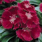 Dianthus Ideal Series Carmine Annual Seeds